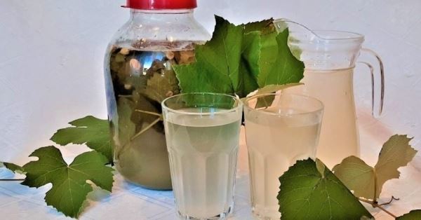 Квас из виноградных листьев: рецепт освежающего напитка