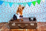 Собаки путешествуют по Италии бесплатно